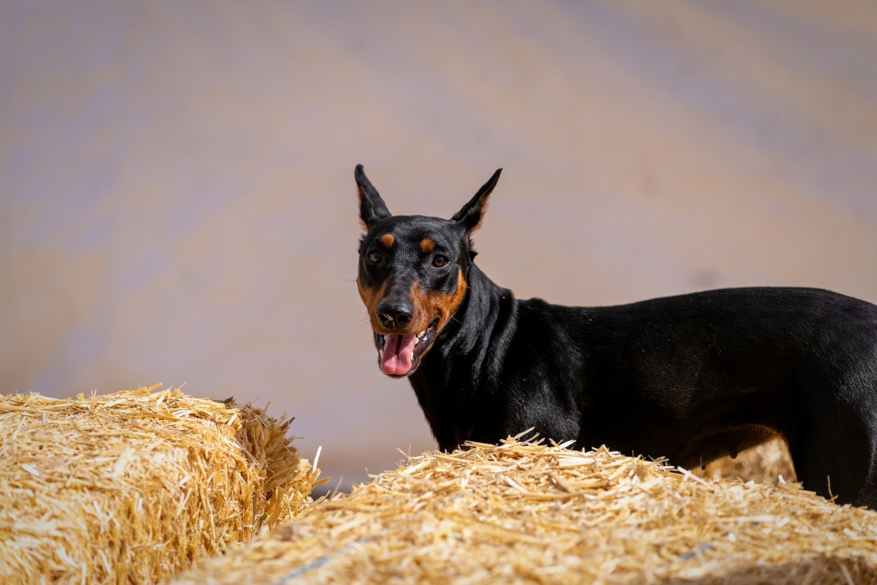 Herding Barn Hunt Events Go Dog Photo