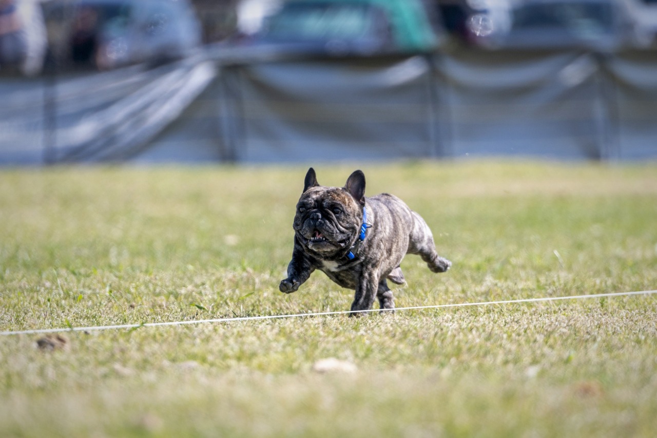 December 19, 20, 21 French Bulldog Club FastCAT