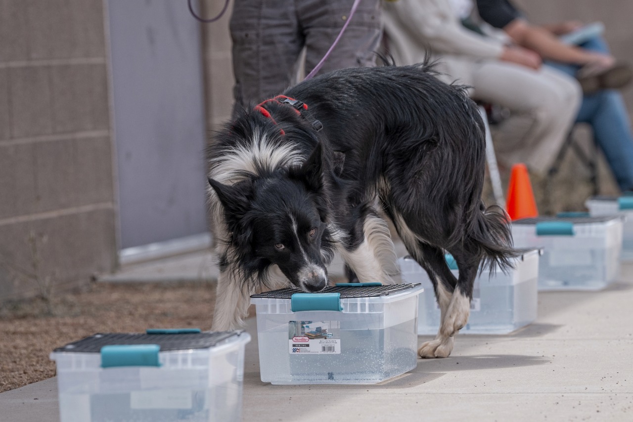 Chino Valley Scent Work - April 11-12