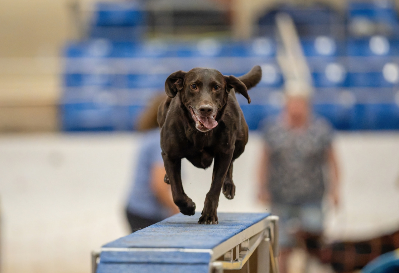 Agility - August WestWorld August 21-23